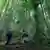 Dos hombres en el bosque primigenio rumano miran hacia arriba y observan las copas de los árboles.