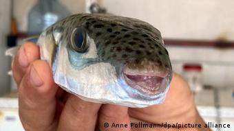 Ψάρι λαγοκέφαλος