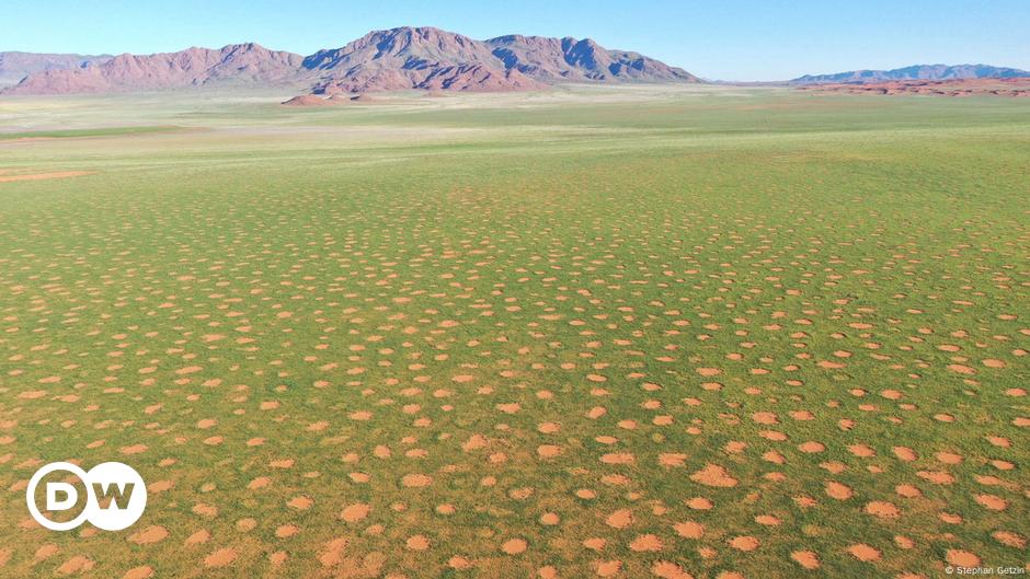 Who is making the mysterious fairy circles of Namibia? – DW – 10/25/2022