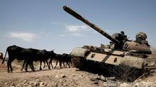 Cows walk past a tank damaged during fighting between the Ethiopian government and Tigray troops, near the town of Humera, Ethiopia, March 3, 2021. REUTERS/Baz Ratner/File Photo