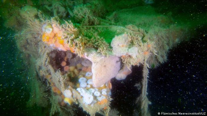 Restos de barco nazi hundido durante la Segunda Guerra Mundial siguen  contaminando el Mar del Norte | Ciencia y Ecología | DW 