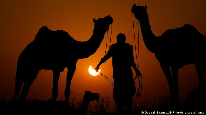 Delimično pomračenje Sunca juče je bilo dobro vidljivo u Puškaru, u zapadnoj indijskoj državi Radžastan. To nije preterano impresioniralo ovog vodiča kamila.