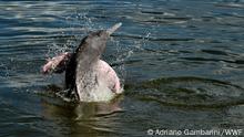 Rosa Amazonas-Delfin
© Adriano Gambarini/WWF