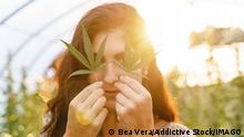 Calm young woman with brown hair in stylish clothes standing looking at camera with leaves of Marijuana plant in hands in hothouse in sunny day, Model released BeaVera_PaulaCBD_26.jpg Copyright: xBeaxVerax