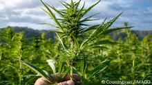 Cannabis-Legalisierung in Deutschland