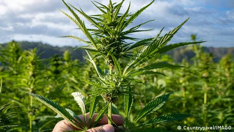 Германското правителство одобри план за легализация на марихуаната Разрешени ще