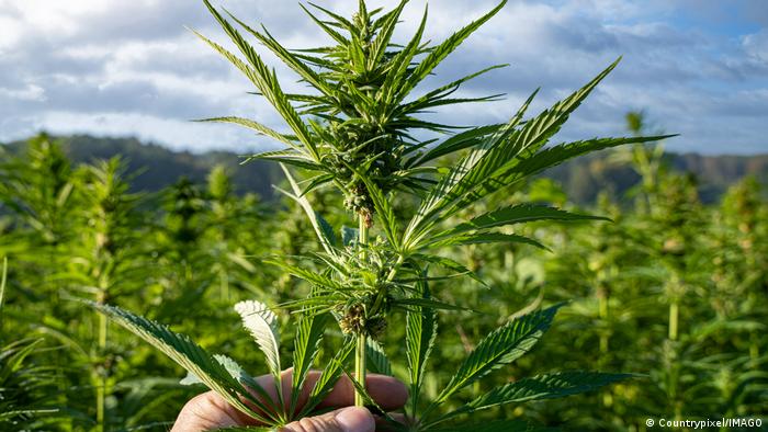 Kabinett billigt Eckpunkte für Cannabis-Legalisierung | Aktuell Deutschland  | DW | 26.10.2022
