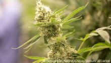 Cannabis wohl bald legal in Deutschland
