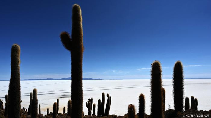 Silueta de los cactus con la llanura blanca de fondo.