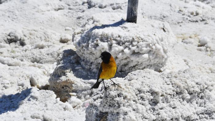 Un ave en el salar de Uyuni, en Bolivia.