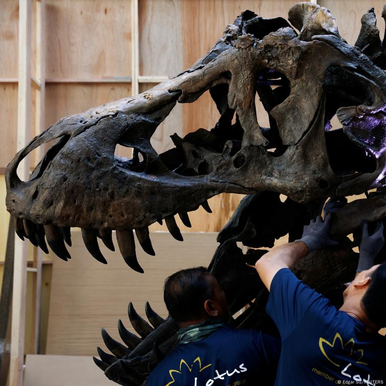 T. rex skull up for auction, could fetch $20 million