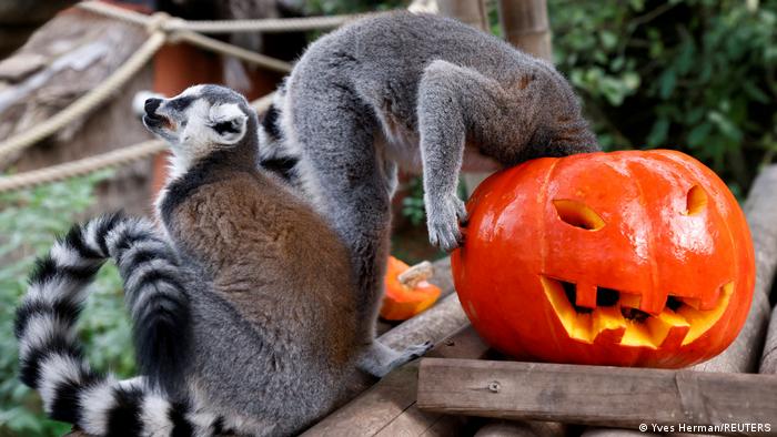 BdTD | Belgien, Brugelette | Halloween im Pairi Daiza Zoo