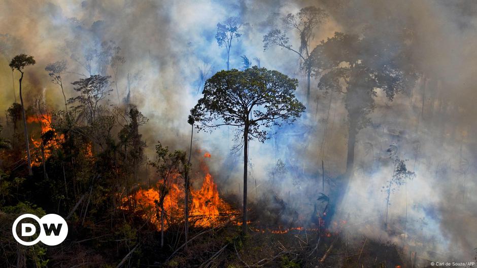 Alertas de desmatamento na Amazônia batem recorde em 2022