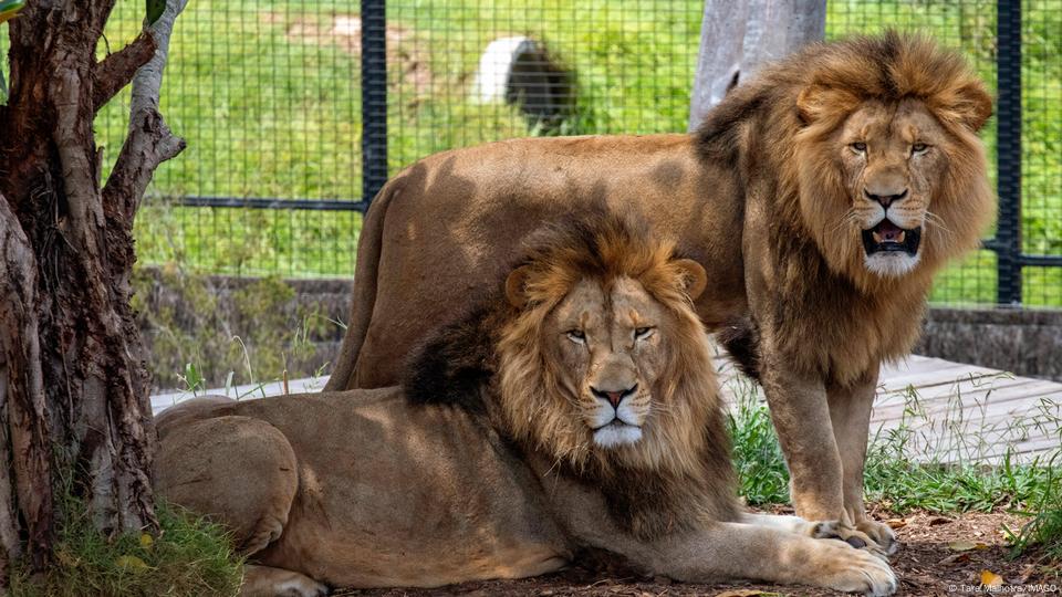 Five lions escape exhibit at Sydney zoo – Public Radio of Armenia