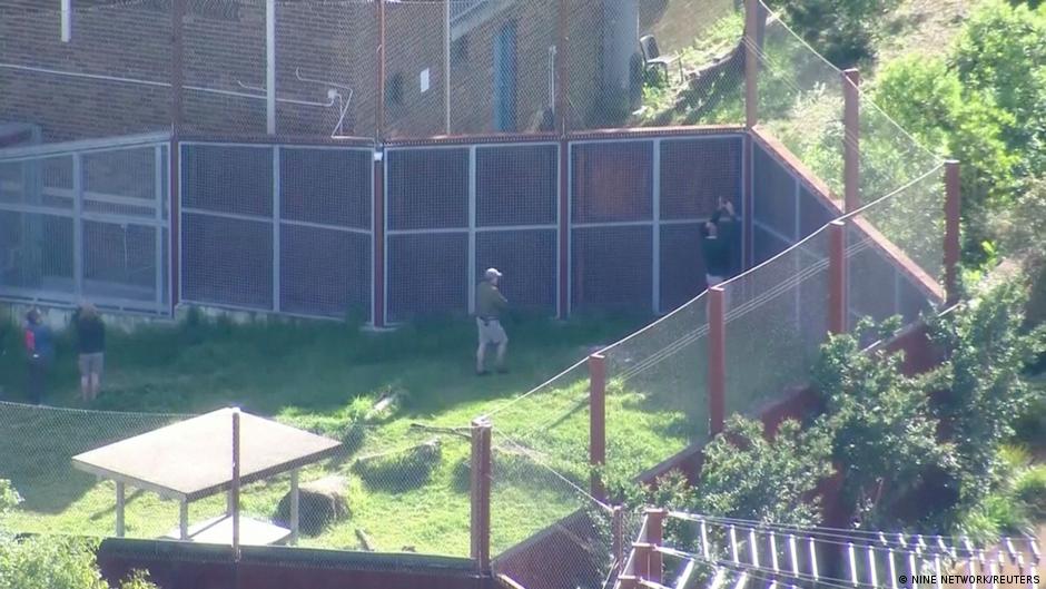 Australia: Five Lions briefly escape zoo enclosure in Sydney – DW – 11/02/2022 - Vimarsana News