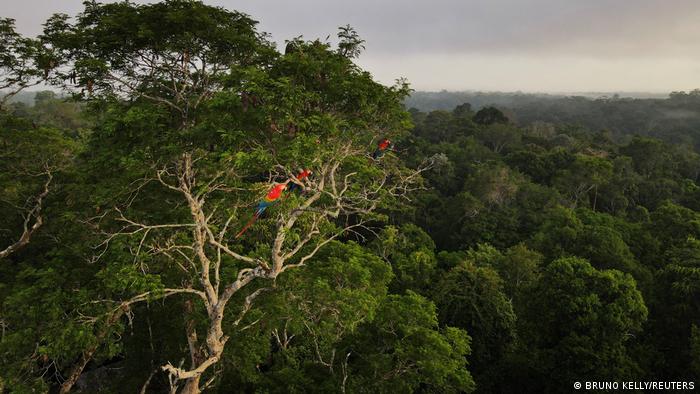 Aras im Regenwald im brasilianischen Bundesstaat Amazonas