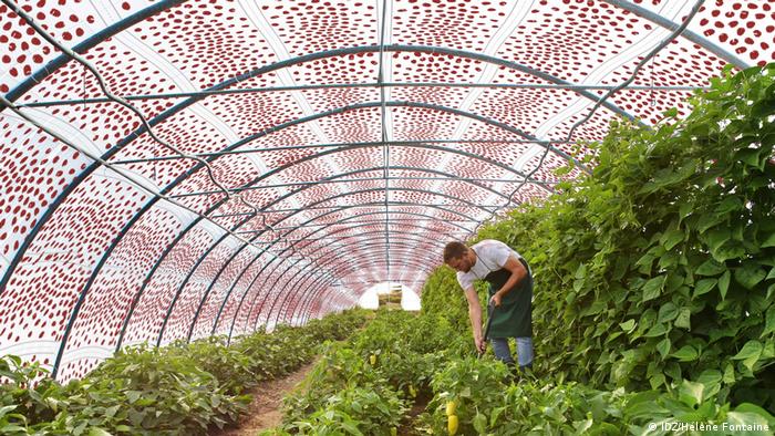 Ein Mann steht in Gemüsereihen in einem Folientunnel, der mit Solarzellen bedeckt ist - die Erfindung 2harvest ist Gewinner beim Bundespreis Ecodesign 2022