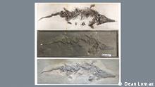 Hallan los moldes del esqueleto de un pez lagarto que había sido destruido en la Segunda Guerra Mundial