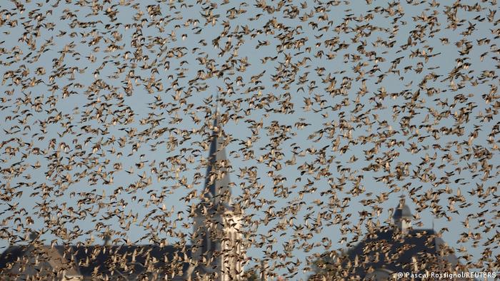 مجموعات كبيرة من طيور الزرزور في فرنسا