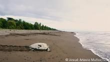 Sendung: Eco Latinoamerica
Datum: 08.11.2022
Gast / Tema: Schutz von Tierarten in Lateinamerika
Ort: Parque Nacional Tortuguero , Costa Rica
Datum : 10.12.2022
Fotograf: Josué Artavia Muñoz Rechte: DW
Schlagwörter auf deutsch: schildkröten, meer, karibik, costa rica, nationalpark tortuguero, schildkröteneier, schutz, eco latinoamerica
Thema: Nationalpark Tortuguero in Costa Rica widmet sich der Rettung und Schutz von mindestens vier Meeresschildkrötenarten .