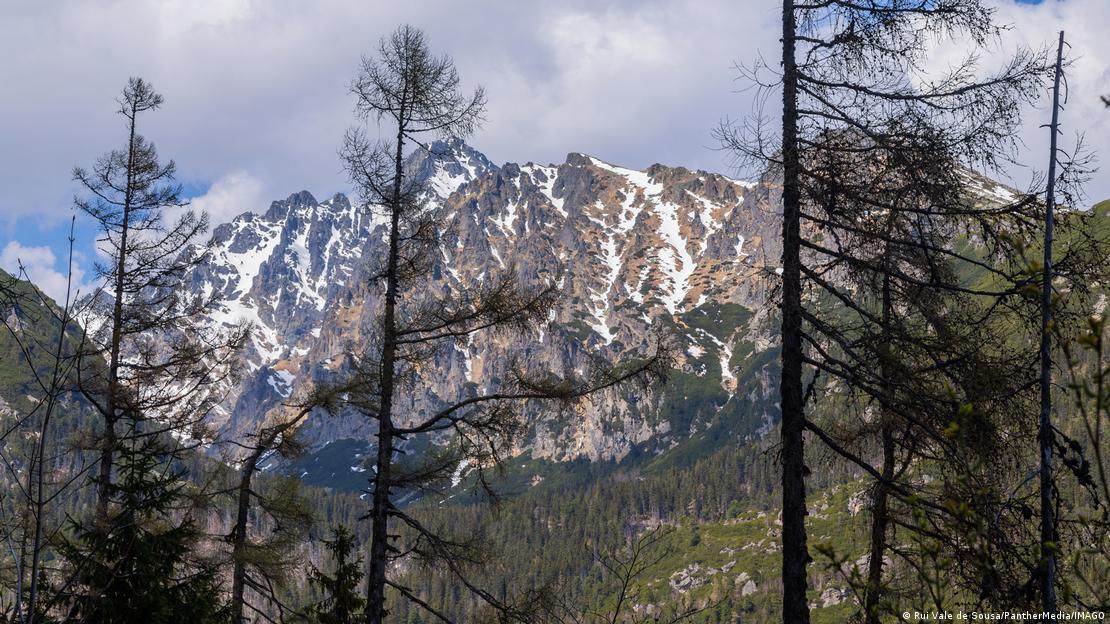 Trees and forests in the High Tatra Mountain Range