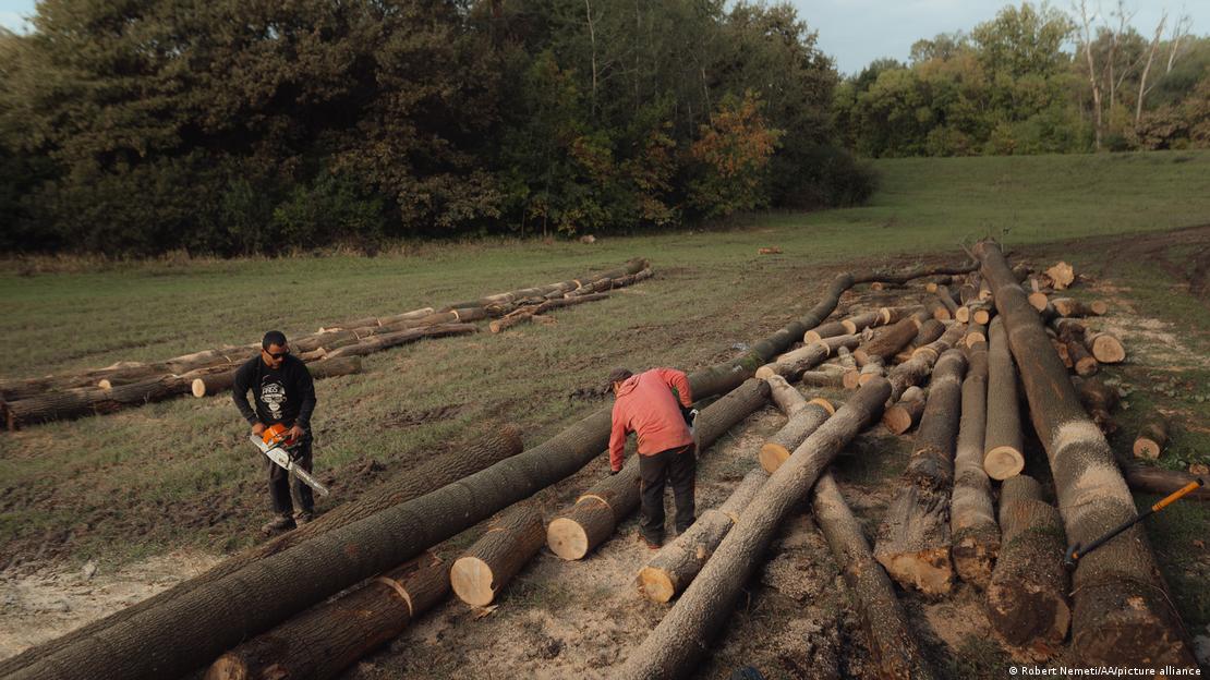 Workers sawing up freshly logged trees in Polany, Slovakia, September 23, 2022