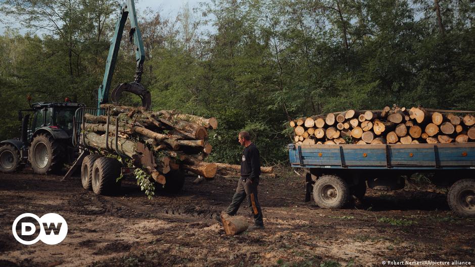 Photo of Palivové drevo späť ako energetická kríza hryzie – DW – 11.04.2022