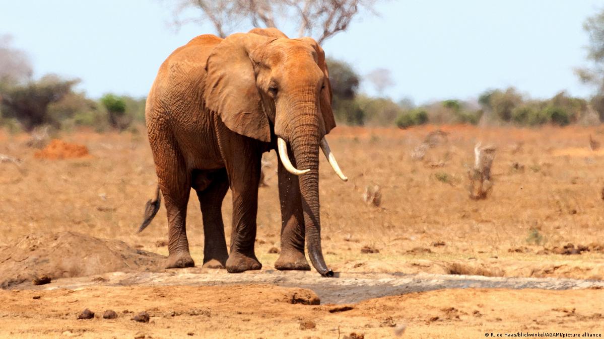 Kenya says drought killed over 200 elephants this year – DW – 11/04/2022