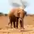 Seekor Gajah Afrika di Kenya 