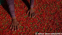 Chili-Anbau im Klimawandel - schwierige Ernte in Pakistan