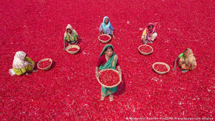 Žene sortiraju ljute papričice, koje se zatim suše na suncu nedelju dana. Na više od sto farmi u ovom delu Bangladeša radi preko hiljadu radnika. Zarađuju tri funte na dan.