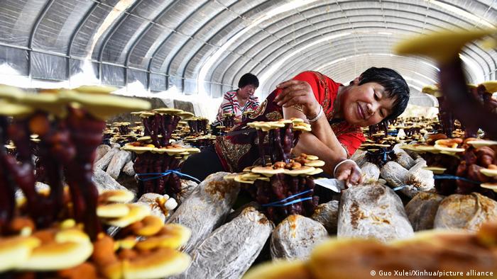 Apoyándose en sus ricos recursos forestales, el condado de Guanxian (china) se ha esforzado por desarrollar la industria del hongo lingzhi, o Ganoderma lucidum.