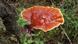 El Reishi rojo ("Ganoderma lucidum"), conocido comúnmente como Ling Zhi en chino, es un hongo herbario conocido por sus milagrosos beneficios para la salud. El Reishi rojo ("Ganoderma lucidum"), conocido comúnmente como Ling Zhi en chino, es un hongo herbario conocido por sus milagrosos beneficios para la salud.
