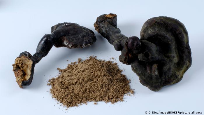 El hongo arbóreo, popular en la medicina tradicional china como remedio y conocido en Japón como seta fantasma (Reishi), crece en los árboles y no es una seta comestible. 