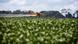 Un avión aplica agroquímicos a una plantación de soja en una finca de Feliz Natal, en Mato Grosso, Brasil. Un avión aplica agroquímicos a una plantación de soja en una finca de Feliz Natal, en Mato Grosso, Brasil.