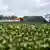 Un avión aplica agroquímicos a una plantación de soja en una finca de Feliz Natal, en Mato Grosso, Brasil.