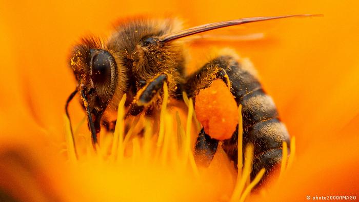 Una abeja en close up.
