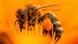 La Lista Roja Europea de Abejas indica que casi una de cada diez especies de abejas silvestres está en peligro de extinción. La Lista Roja Europea de Abejas indica que casi una de cada diez especies de abejas silvestres está en peligro de extinción.