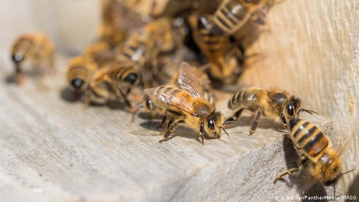 Los autores, Anthony Nearman y Dennis van Engelsdorp, de la Universidad de Maryland, utilizaron modelos matemáticos para demostrar que una menor esperanza de vida de las abejas podría provocar la muerte masiva de las colonias.