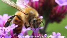  Honeybee Drinking Nectar From A Flower Honeybee drinking nectar from a flower in Markham, Ontario, Canada, on September 10, 2022. Markham Ontario Canada PUBLICATIONxNOTxINxFRA Copyright: xCreativexTouchxImagingxLtdx originalFilename: friedman-honeybee220910_nptbW.jpg