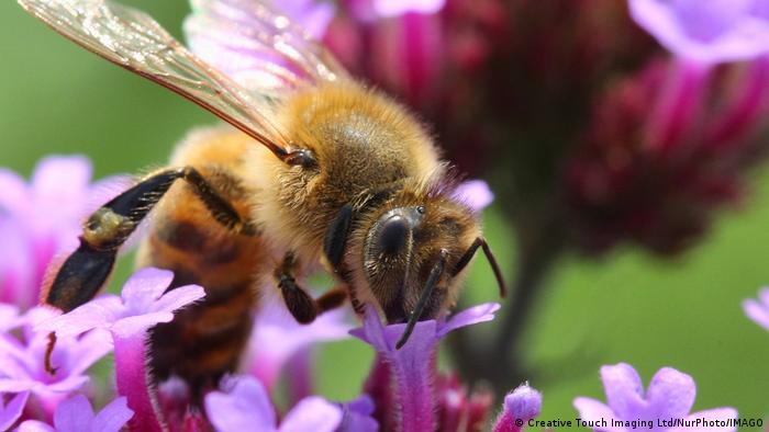 Nuestro futuro está entrelazado con las abejas. Sin las abejas y otros polinizadores, no podemos cultivar la mayoría de los cultivos de los que dependemos para alimentarnos.