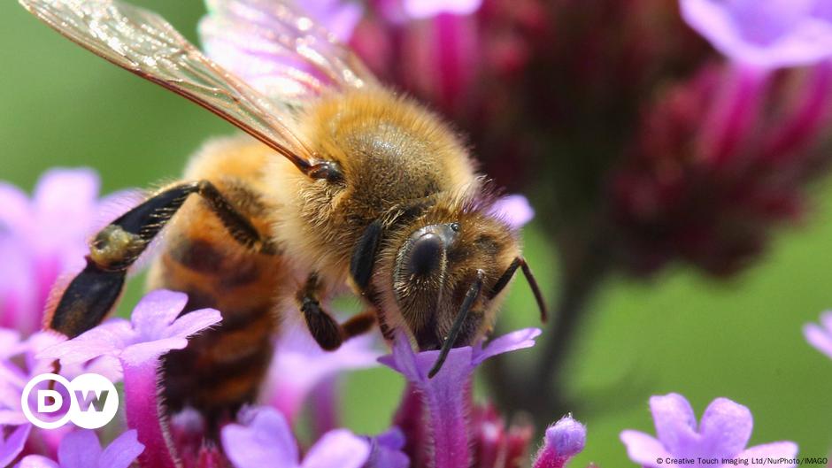 Bürger für Bienen: Europäer fordern von EU-Kommission besseren Schutz