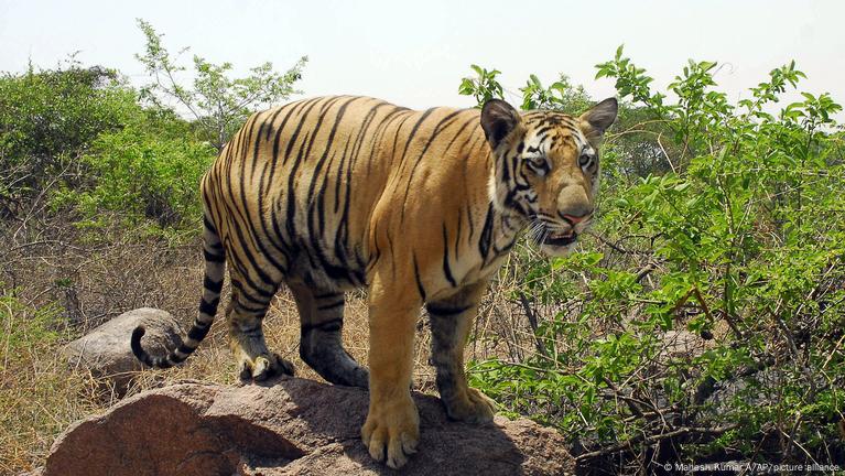 India Becoming Global Tiger Poaching Hotspot Dw 11152022