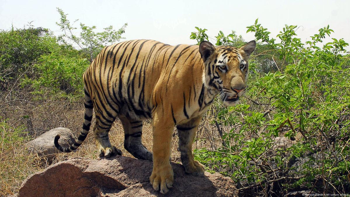 SPECIAL REPORT: Clawing back the tiger population