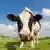 Una vaca acerca su hocico a una cámara. 