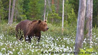Καφέ αρκούδα