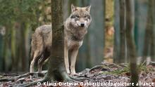 Europski pučani žele otvoriti sezonu lova na vukove