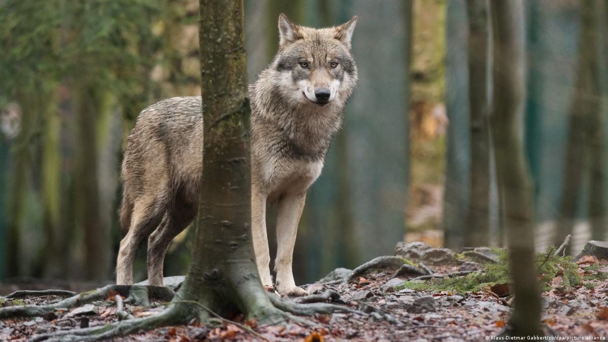 В Европе стали бояться волков. Почему? – DW – 23.10.2023