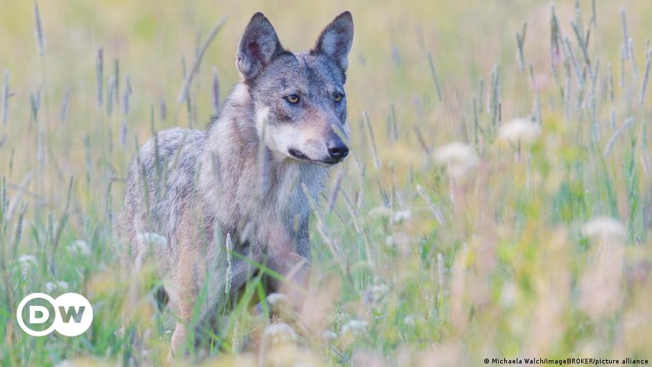 Nároky na nárast útokov vlkov na Slovensku rozdeľujú názor – DW – 17.11.2022