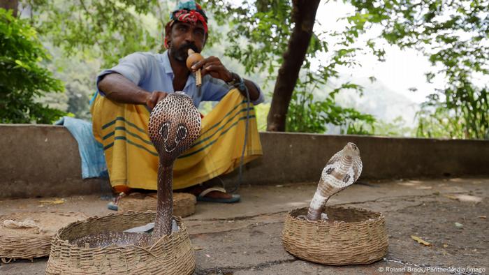India es el país con el mayor número de muertes por mordedura de serpiente del mundo.